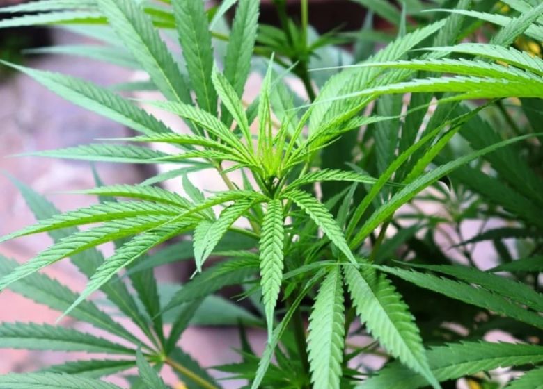 cannabis plant leaves