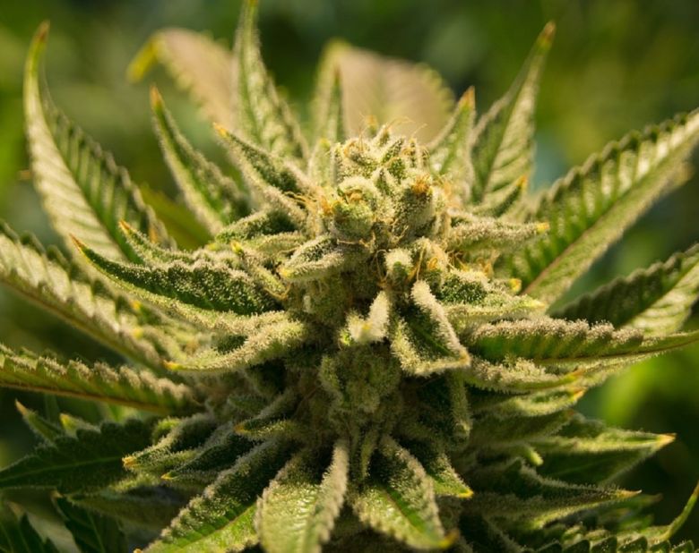 cannabis plant