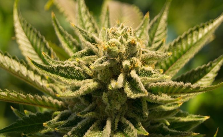 cannabis plant
