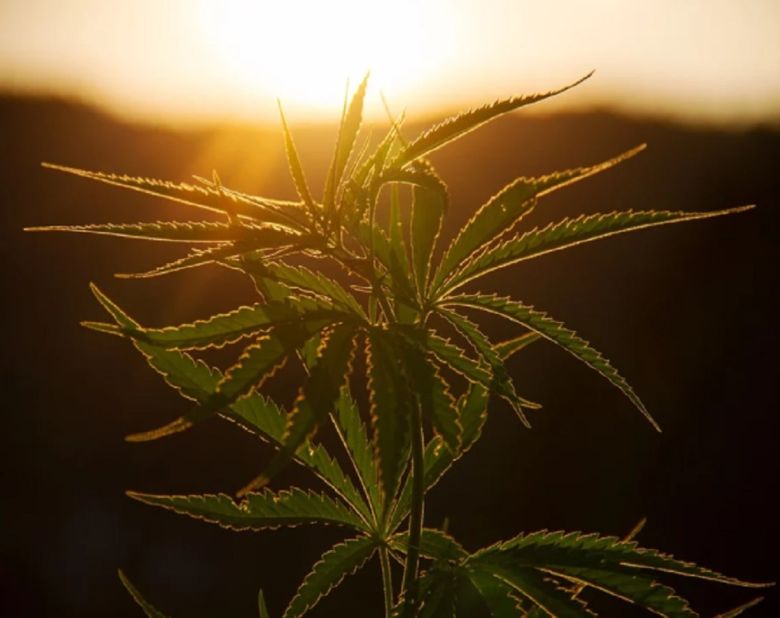 cannabis plant