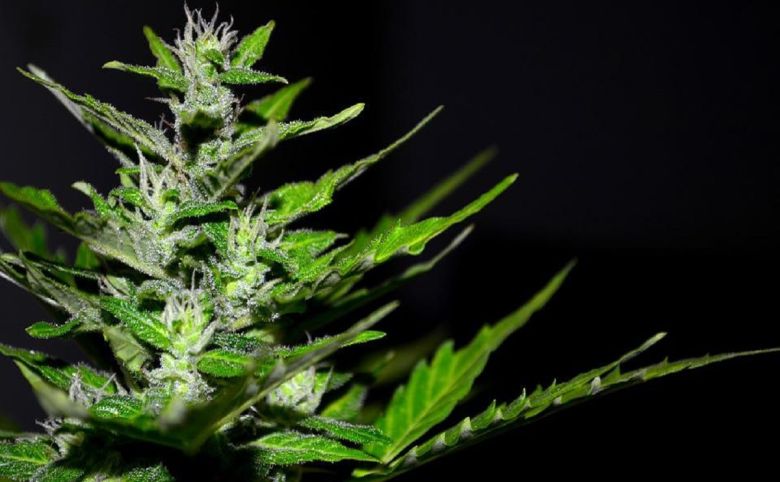 cannabis plant