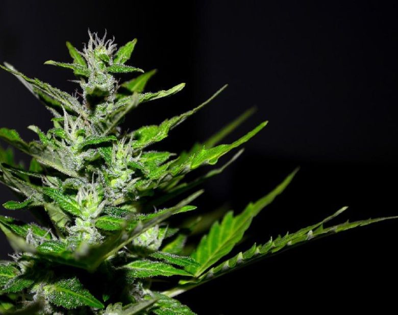 cannabis plant