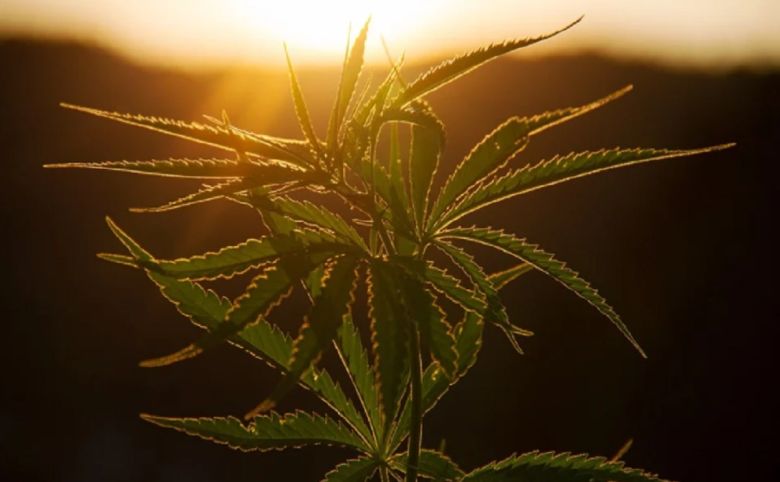 cannabis plant