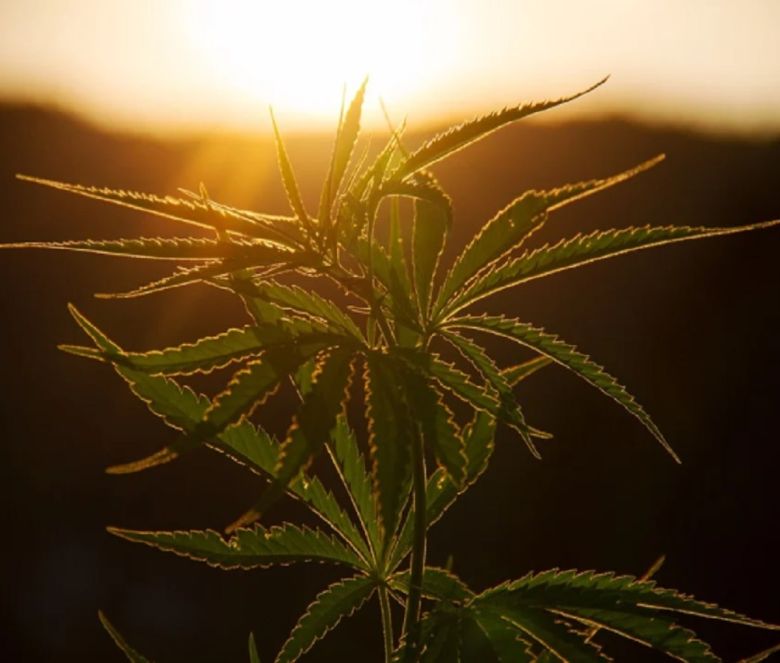 cannabis plant