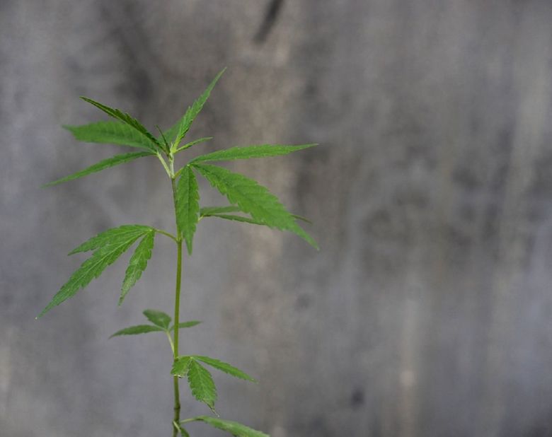 cannabis plant outdoor
