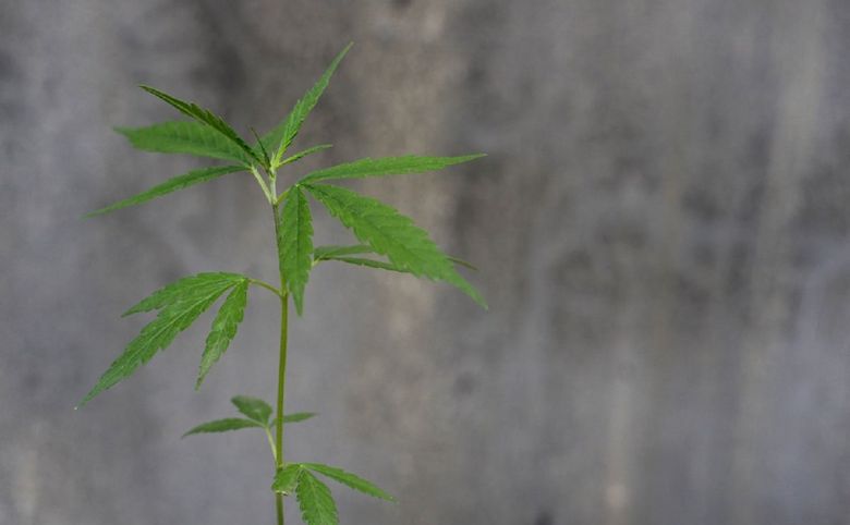 cannabis plant outdoor