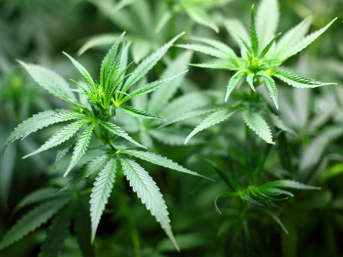 cannabis plants garden