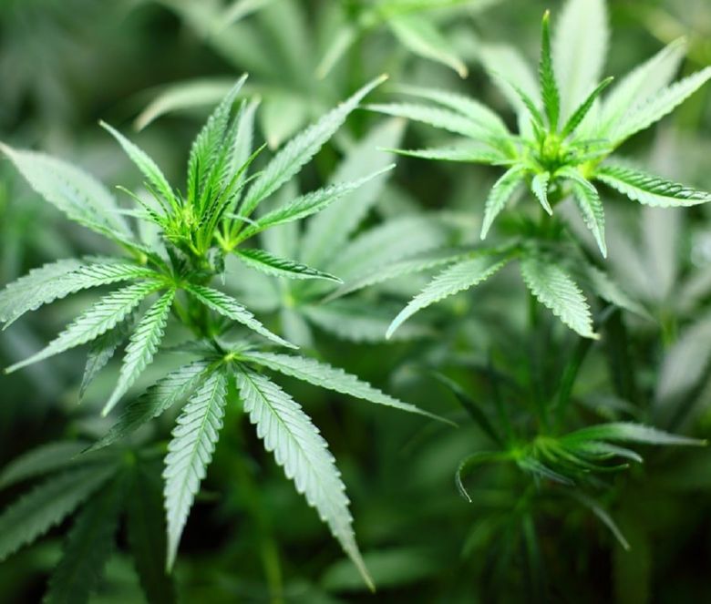 cannabis plants garden