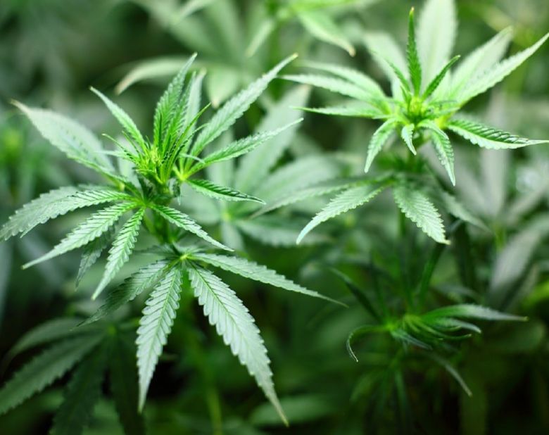 cannabis plants garden