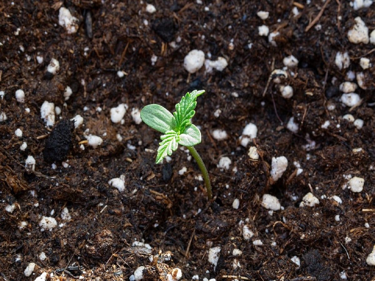 cannabis seedling plant outdoor garden