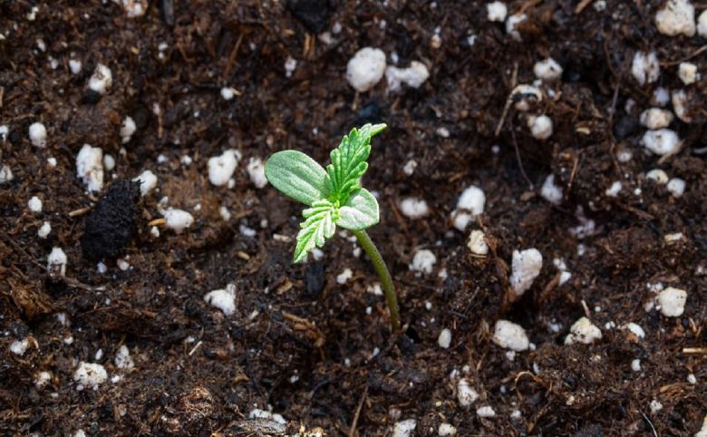 cannabis seedling plant outdoor garden