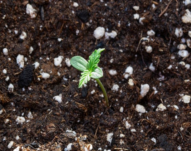 cannabis seedling plant outdoor garden