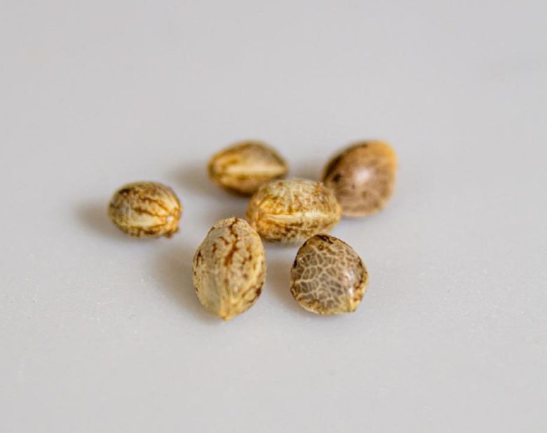 cannabis seeds
