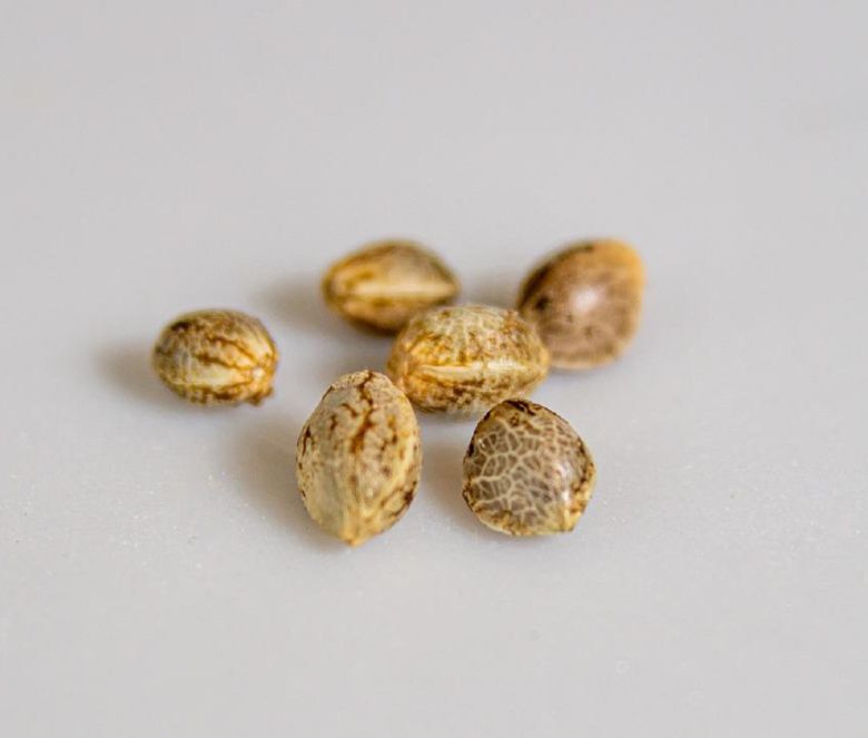cannabis seeds