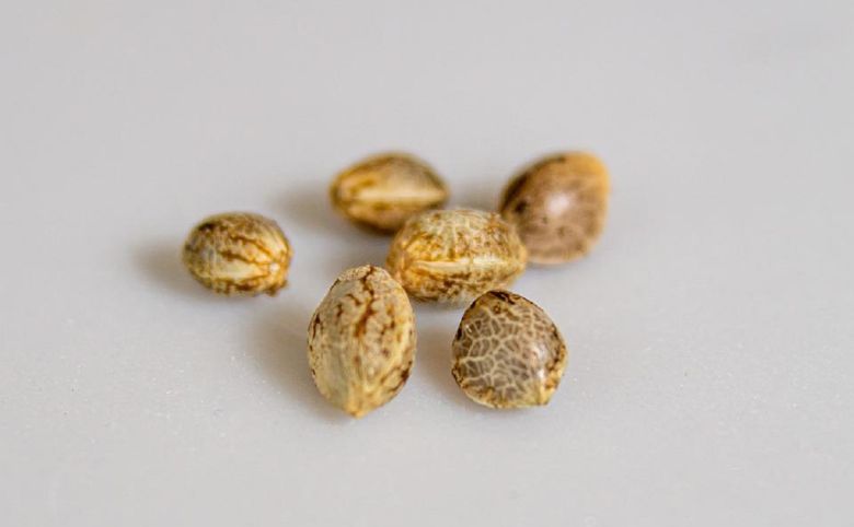 cannabis seeds