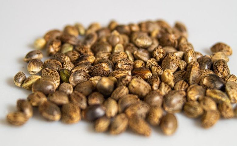 cannabis seeds
