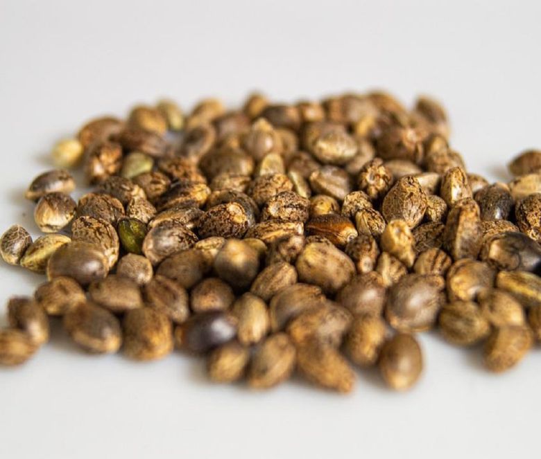 cannabis seeds