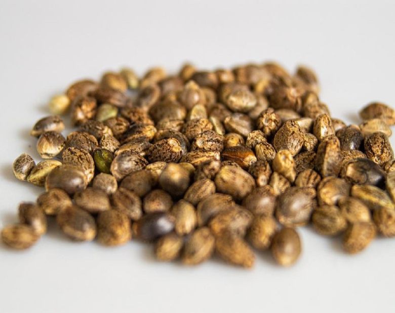 cannabis seeds