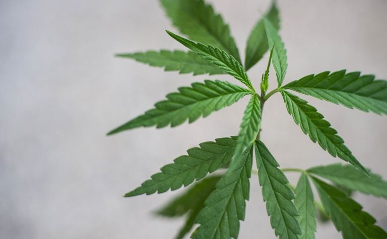 cannabidiol cbd