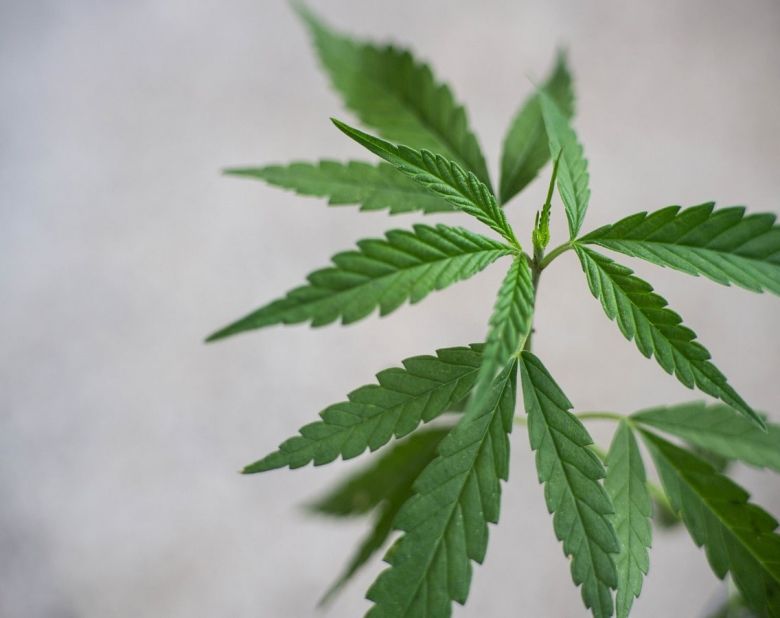 cannabidiol cbd