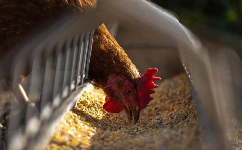 chicken