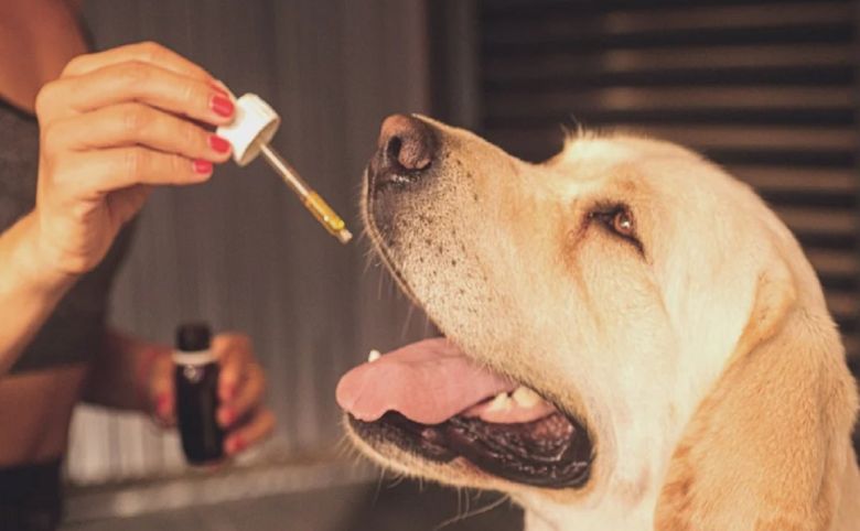 dog pet cbd cannabidiol oil