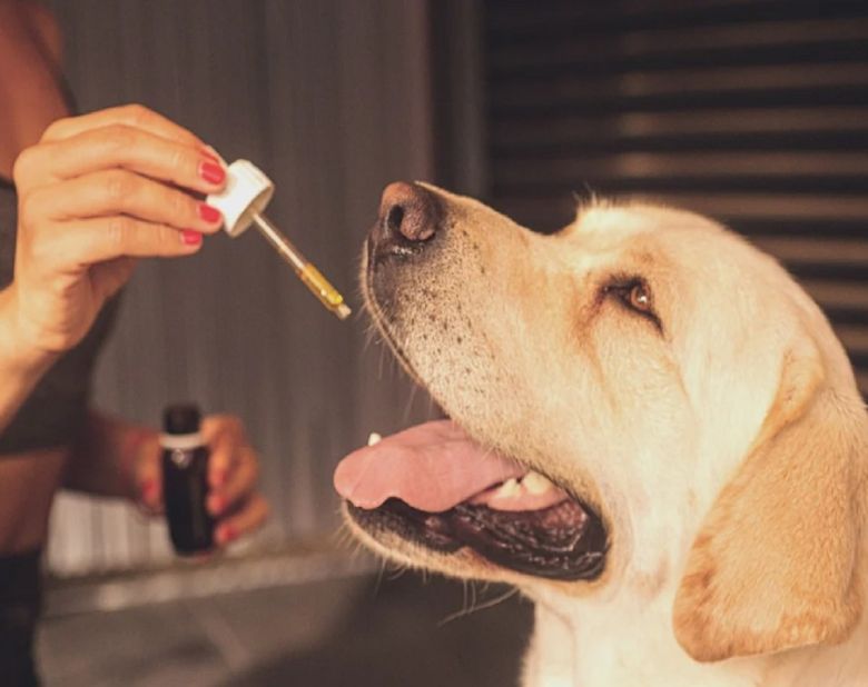 dog pet cbd cannabidiol oil