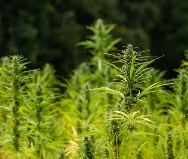 hemp plant cannabis flower bud garden outdoor