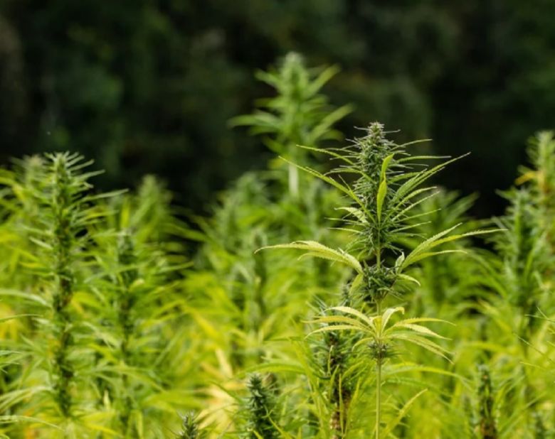 hemp plant cannabis flower bud garden outdoor