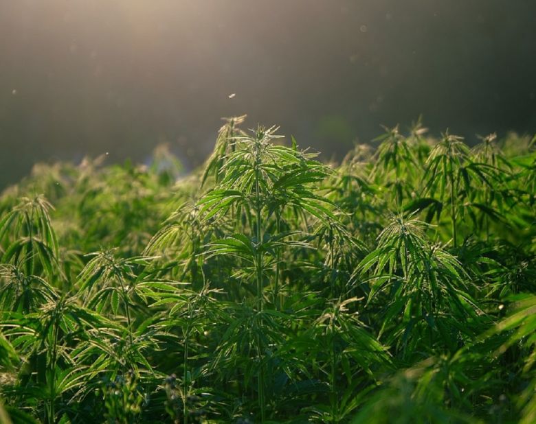 hemp plant field