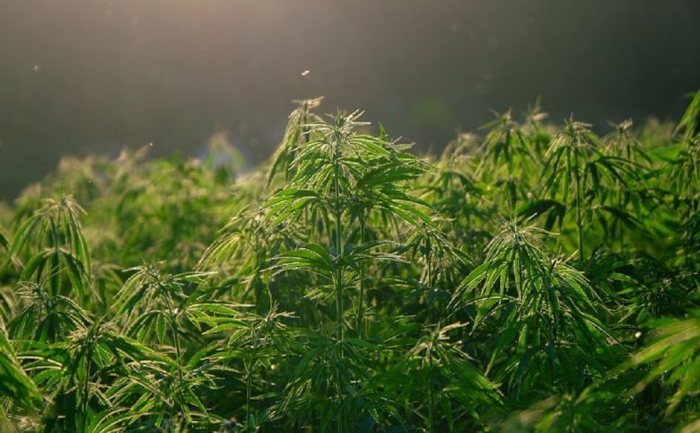 hemp plant field