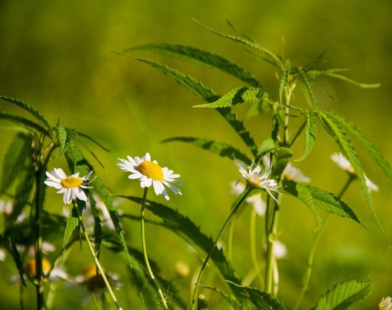 hemp plant in the wild