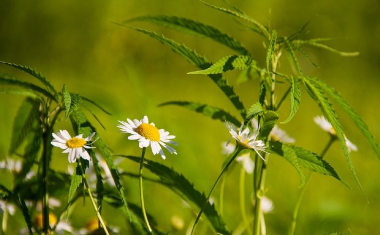 hemp plant in the wild