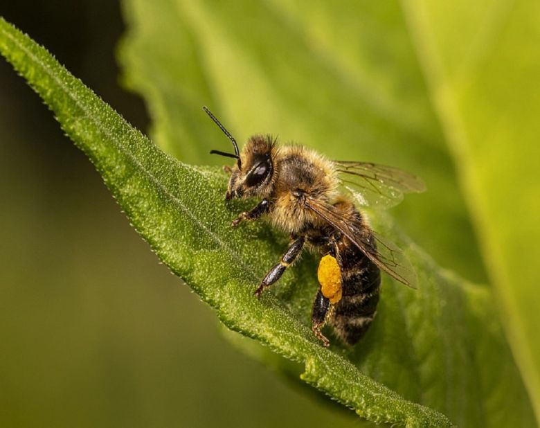 honey bees bee