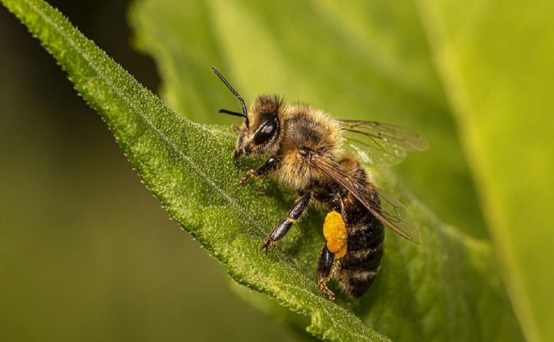 honey bees bee
