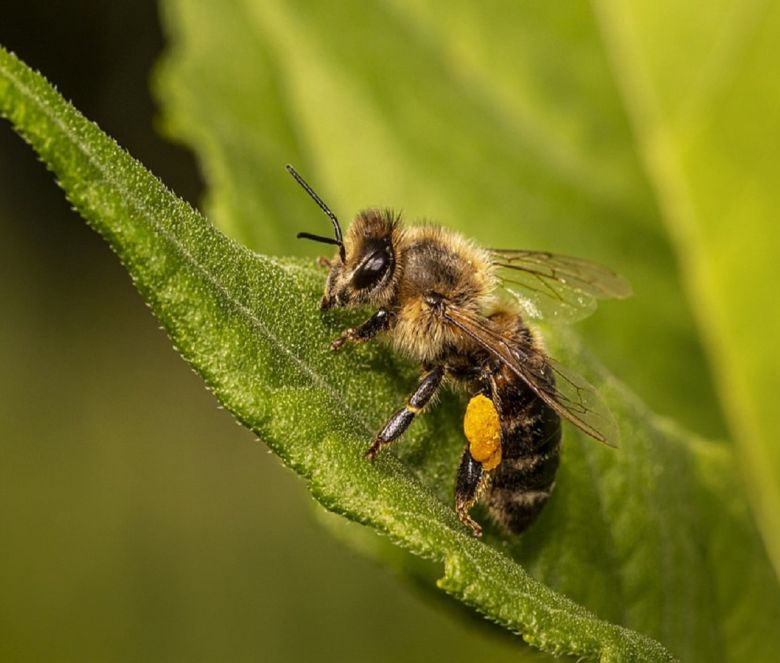 honey bees bee