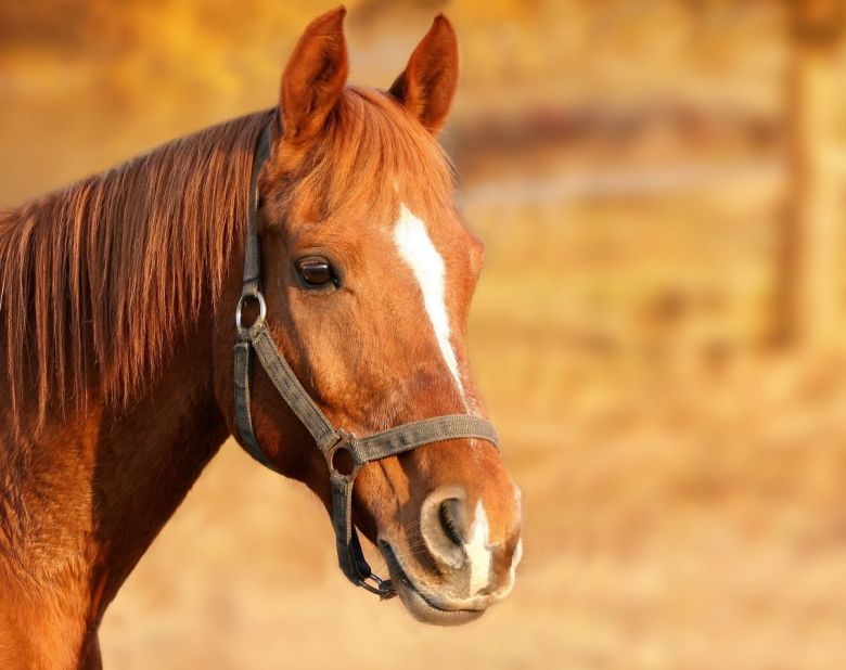 horse equine equestrian horses