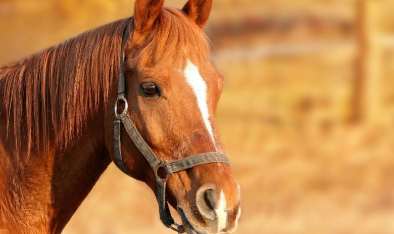 horse equine equestrian horses