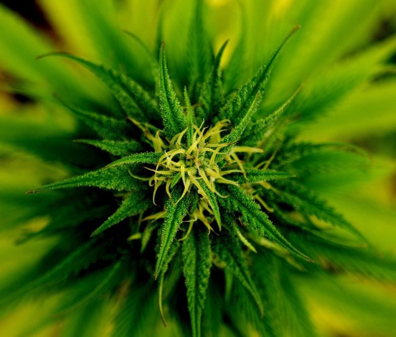marijuana cannabis plant
