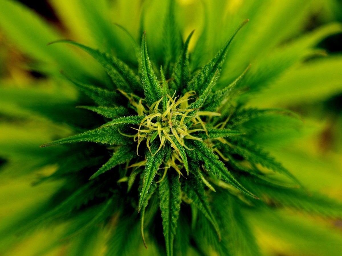 marijuana cannabis plant