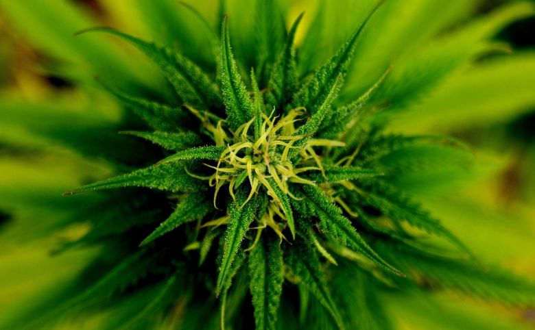 marijuana cannabis plant