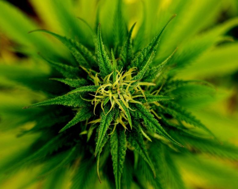 marijuana cannabis plant