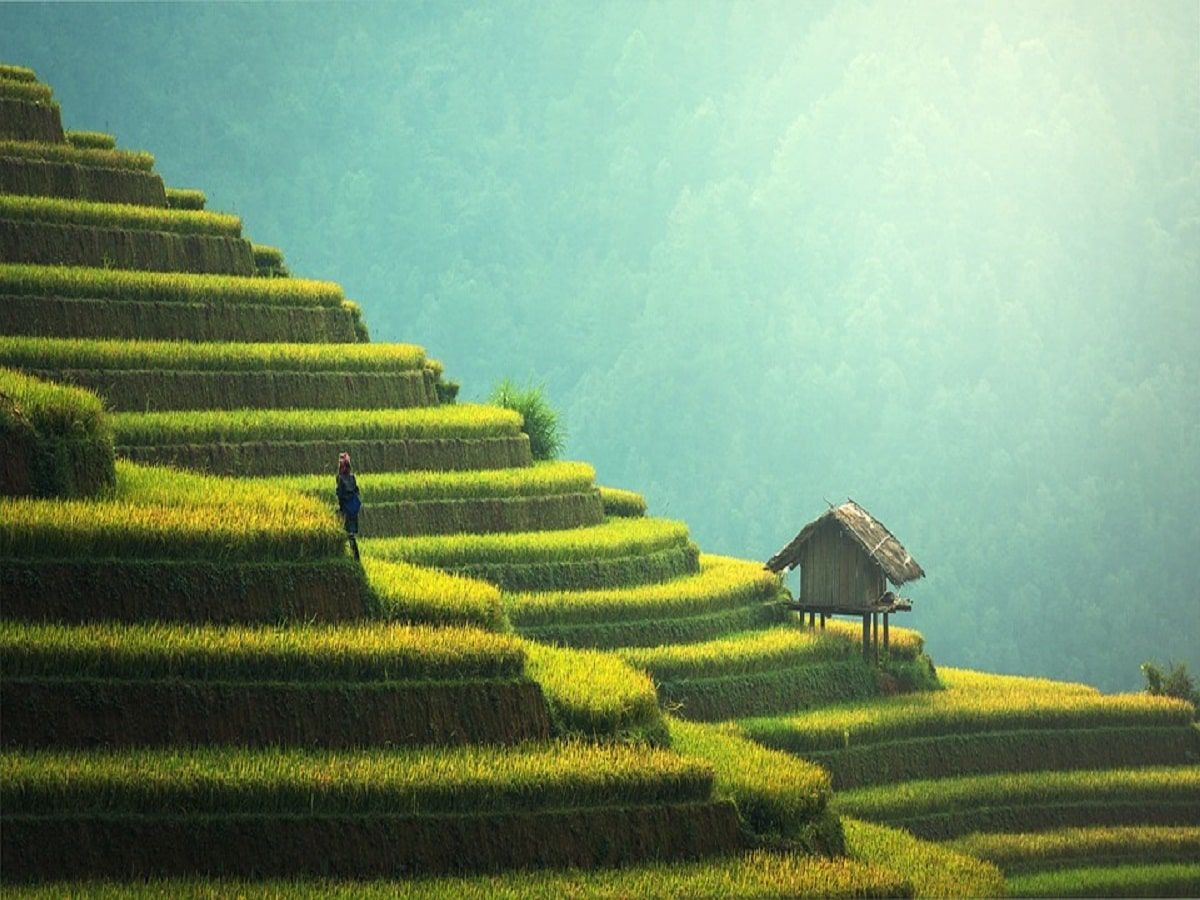 thailand rice farmer farm
