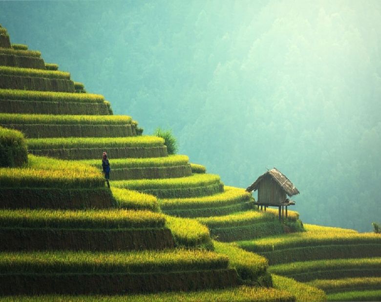 thailand rice farmer farm