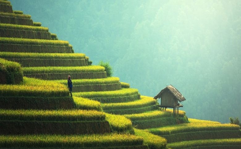 thailand rice farmer farm