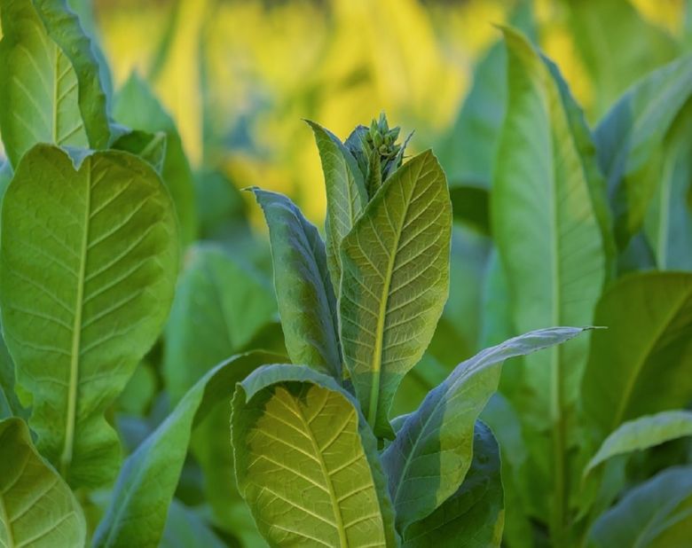 tobacco leaf plant