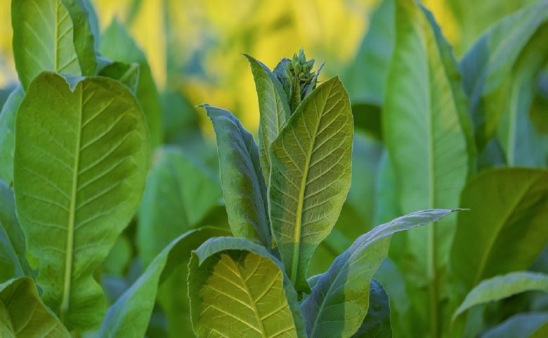 tobacco leaf plant
