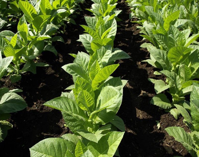 tobacco plants leaf