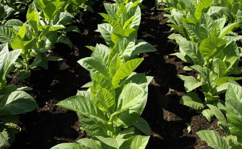 tobacco plants leaf